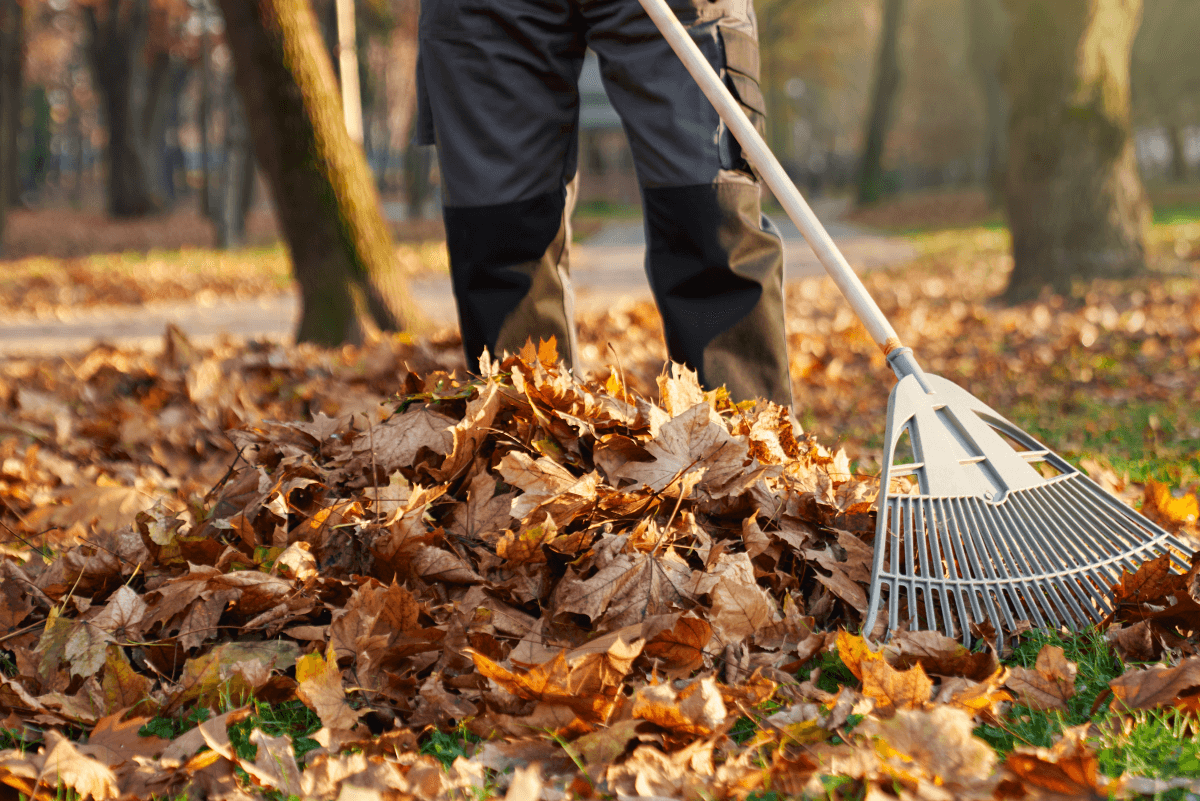 Leaf Removal project 3