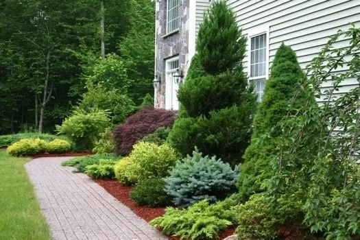 Tree & Shrub Planting example 1